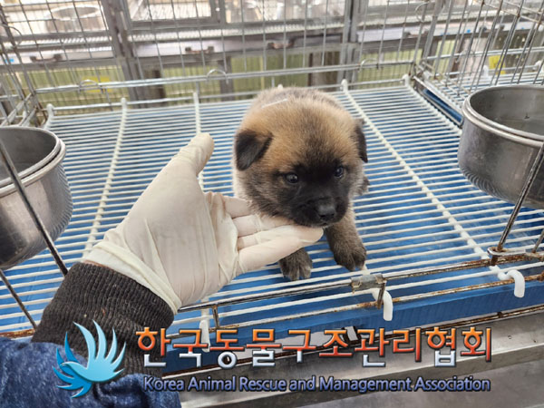 한국동물구조관리협회_441409202300820